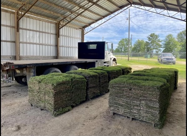 Photo of Mississippi Sod