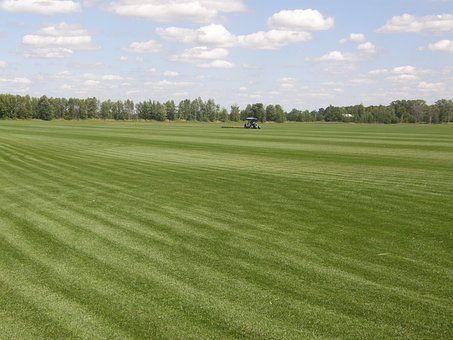 Photo of Sod Outlet
