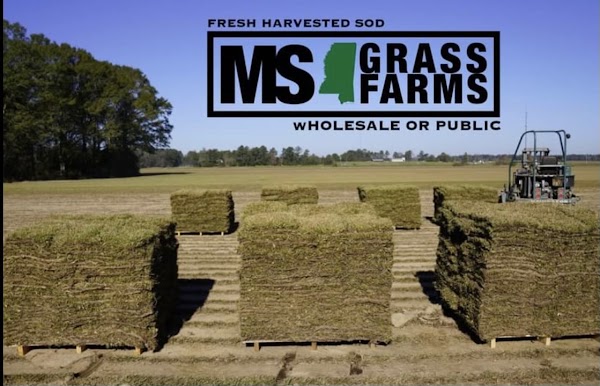 Photo of Mississippi Sod